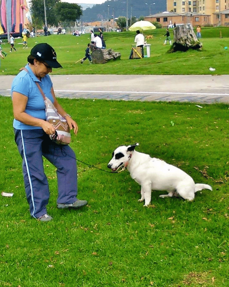 Galería KANINOS TRAINING COLOMBIA